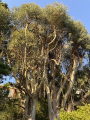 Eucalyptus cladocalyx