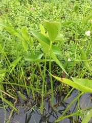 Sagittaria