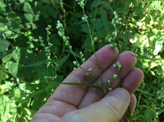 Persicaria punctata