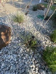 Hesperaloe