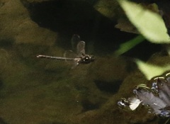 Boyeria vinosa