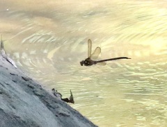 Boyeria vinosa