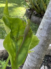 Anolis carolinensis