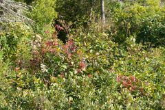 Viburnum cassinoides image