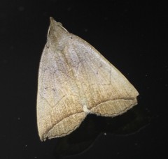 Simplicia armatalis