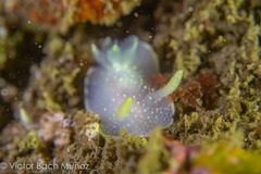 Acanthodoris hudsoni
