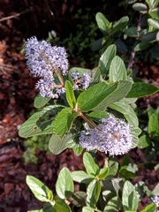 Ceanothus caeruleus