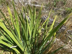 Iridaceae