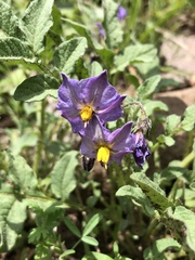 Solanum fendleri