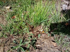 Cichorieae