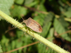 Holcostethus limbolarius