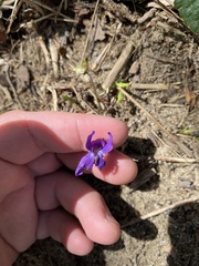 Viola odorata