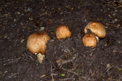 Agaricus nanaugustus