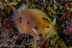 Diaulula sandiegensis