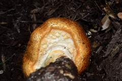 Agaricus nanaugustus