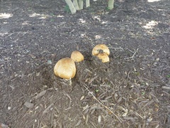 Agaricus nanaugustus