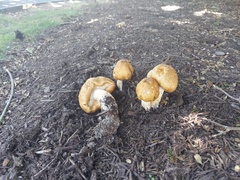 Agaricus nanaugustus