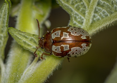 Calligrapha suffriani