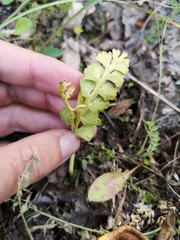 Botrychium yaaxudakeit