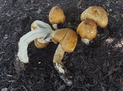 Agaricus nanaugustus
