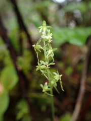 Neottia cordata