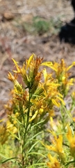 Ericameria bloomeri