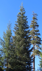 Abies magnifica shastensis
