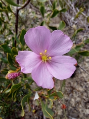 Drosera thysanosepala