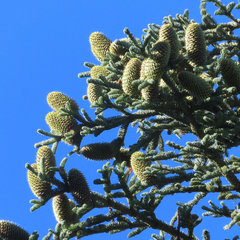 Abies magnifica shastensis