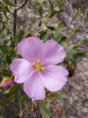 Drosera thysanosepala
