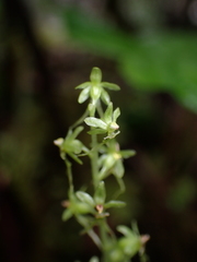 Neottia cordata