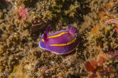 Felimida macfarlandi