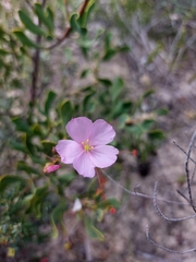 Drosera thysanosepala