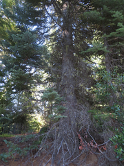 Abies magnifica shastensis