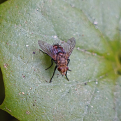 Tachinidae