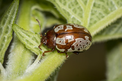 Calligrapha suffriani