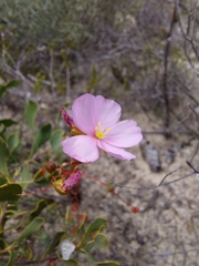 Drosera thysanosepala