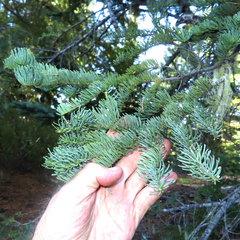 Abies magnifica shastensis