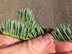Abies magnifica shastensis
