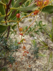 Drosera thysanosepala