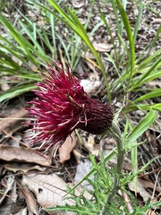 Cirsium pringlei