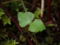 Neottia cordata