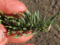 Abies magnifica shastensis