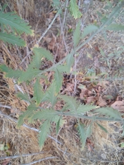Salvia yangii
