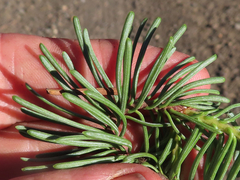 Abies magnifica shastensis