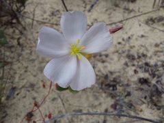 Drosera thysanosepala