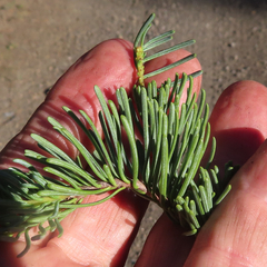 Abies magnifica shastensis