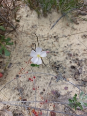 Drosera thysanosepala