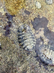 Acanthopleurinae