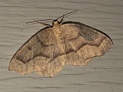 Lambdina fiscellaria